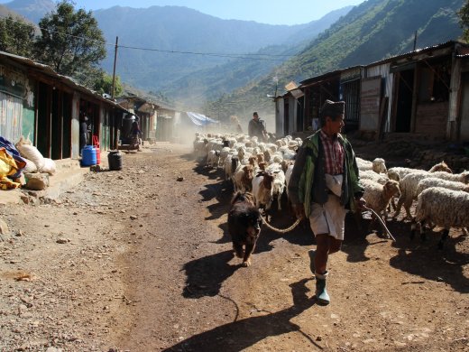 Sheep farming