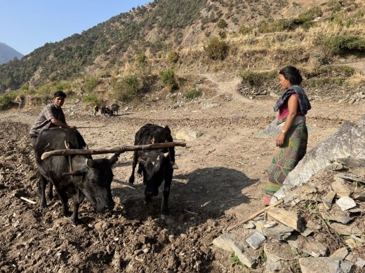 ploughing the field by use of ox